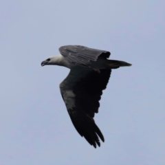 Haliaeetus leucogaster at Green Cape, NSW - 18 Dec 2023