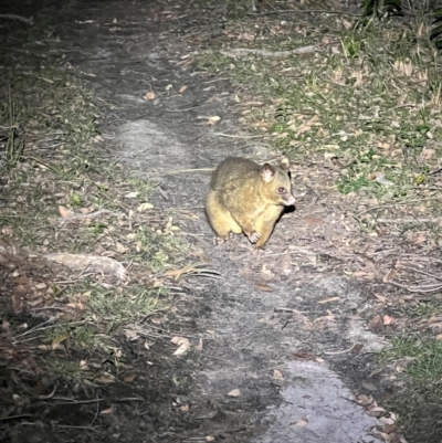 Trichosurus vulpecula (Common Brushtail Possum) at Ben Boyd National Park - 18 Dec 2023 by JimL