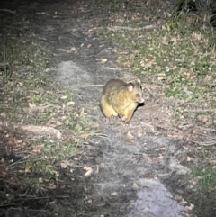 Trichosurus vulpecula at Beowa National Park - 18 Dec 2023 09:11 PM