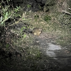 Trichosurus vulpecula at Beowa National Park - 18 Dec 2023 09:11 PM