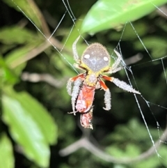 Unidentified Spider (Araneae) at Ben Boyd National Park - 18 Dec 2023 by JimL