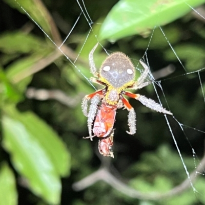 Unidentified Spider (Araneae) at Ben Boyd National Park - 18 Dec 2023 by JimL