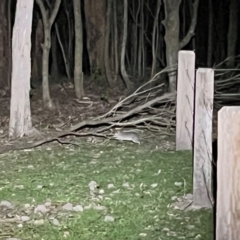 Perameles nasuta (Long-nosed Bandicoot) at Green Cape, NSW - 18 Dec 2023 by JimL