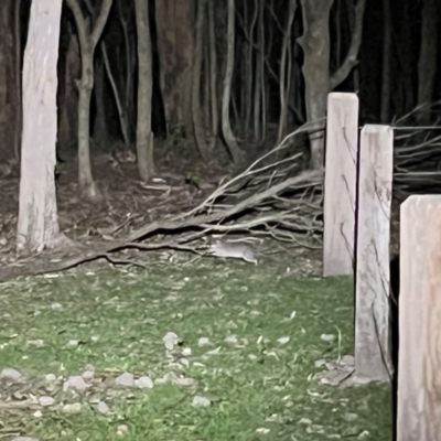 Perameles nasuta (Long-nosed Bandicoot) at Ben Boyd National Park - 18 Dec 2023 by JimL