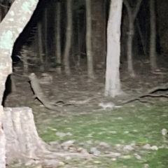 Perameles nasuta at Beowa National Park - 18 Dec 2023 09:59 PM