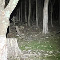 Perameles nasuta at Ben Boyd National Park - 18 Dec 2023 09:59 PM