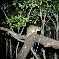 Pseudocheirus peregrinus (Common Ringtail Possum) at Green Cape, NSW - 18 Dec 2023 by JimL