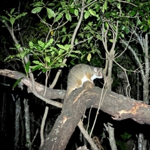 Pseudocheirus peregrinus at Beowa National Park - 18 Dec 2023 09:45 PM