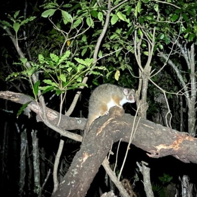 Pseudocheirus peregrinus (Common Ringtail Possum) at Green Cape, NSW - 18 Dec 2023 by JimL