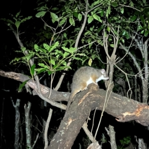 Pseudocheirus peregrinus at Ben Boyd National Park - 18 Dec 2023