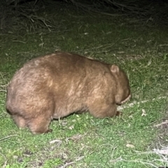 Vombatus ursinus (Common wombat, Bare-nosed Wombat) at Ben Boyd National Park - 18 Dec 2023 by JimL