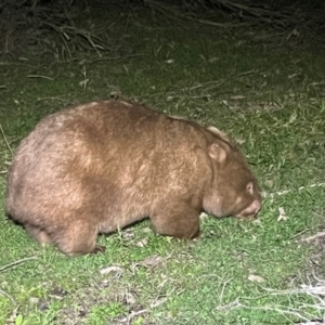 Vombatus ursinus at Beowa National Park - 18 Dec 2023 09:59 PM