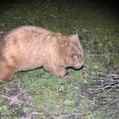 Vombatus ursinus at Beowa National Park - 18 Dec 2023 09:59 PM