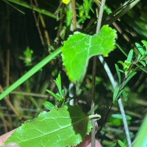 Goodenia ovata at Ben Boyd National Park - 18 Dec 2023 09:28 PM