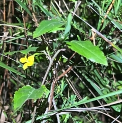 Goodenia ovata at Ben Boyd National Park - 18 Dec 2023