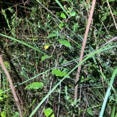 Goodenia ovata at Ben Boyd National Park - 18 Dec 2023 09:28 PM