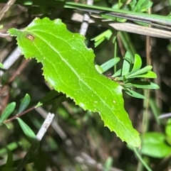 Goodenia ovata at Ben Boyd National Park - 18 Dec 2023 09:28 PM