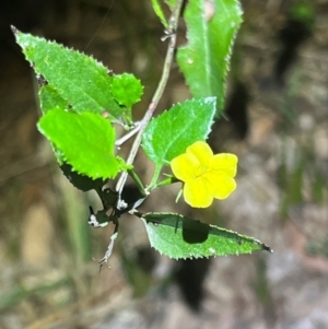 Goodenia ovata at Ben Boyd National Park - 18 Dec 2023 09:28 PM