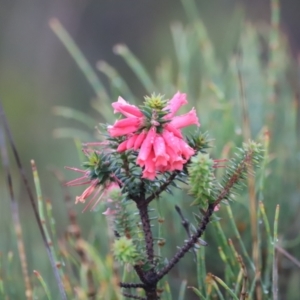 Epacris impressa at Ben Boyd National Park - 20 Dec 2023