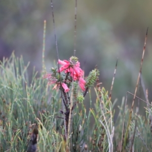 Epacris impressa at Ben Boyd National Park - 20 Dec 2023