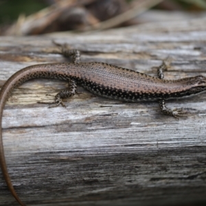 Eulamprus heatwolei at Nadgee Nature Reserve - 21 Dec 2023