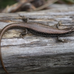 Eulamprus heatwolei (Yellow-bellied Water Skink) at Nadgee, NSW - 21 Dec 2023 by JimL