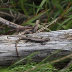 Eulamprus heatwolei at Nadgee Nature Reserve - 21 Dec 2023 11:23 AM