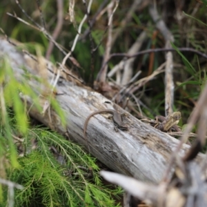 Eulamprus heatwolei at Nadgee Nature Reserve - 21 Dec 2023