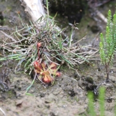 Drosera spatulata (Common Sundew) at Nadgee, NSW - 21 Dec 2023 by JimL