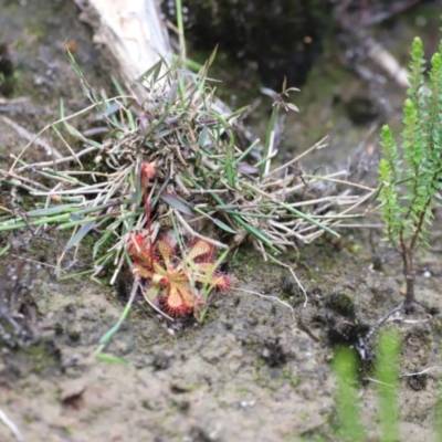 Drosera spatulata (Common Sundew) at Nadgee, NSW - 21 Dec 2023 by JimL