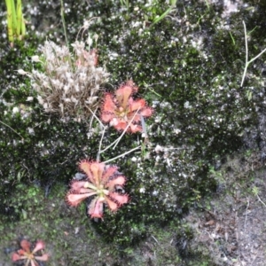 Drosera spatulata at Nadgee Nature Reserve - 21 Dec 2023