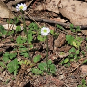 Lagenophora stipitata at Tinderry Mountains - 18 Nov 2023