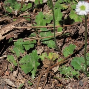 Lagenophora stipitata at Tinderry Mountains - 18 Nov 2023