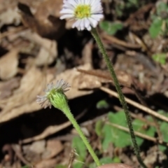 Lagenophora stipitata at Tinderry Mountains - 18 Nov 2023