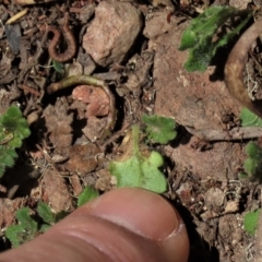 Lagenophora stipitata at Tinderry Mountains - 18 Nov 2023