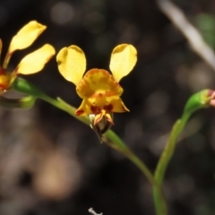 Diuris semilunulata (Late Leopard Orchid) at Tinderry Mountains - 18 Nov 2023 by AndyRoo