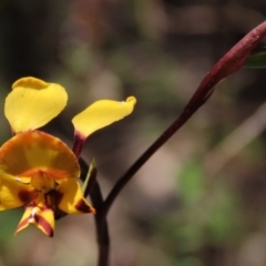 Diuris semilunulata at Tinderry Mountains - 18 Nov 2023