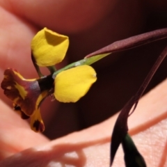 Diuris semilunulata at Tinderry Mountains - suppressed