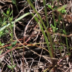 Diuris semilunulata at Tinderry Mountains - 18 Nov 2023