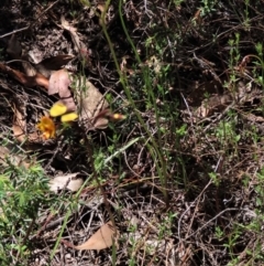 Diuris semilunulata at Tinderry Mountains - suppressed