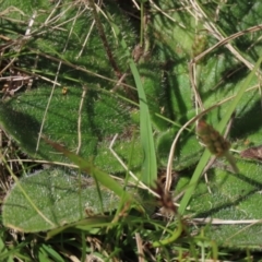 Plantago antarctica at Tinderry Mountains - 18 Nov 2023 03:11 PM