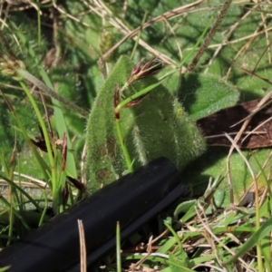 Plantago antarctica at Tinderry Mountains - 18 Nov 2023 03:11 PM