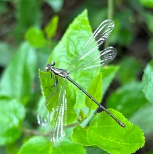 Austroargiolestes icteromelas at Ben Boyd National Park - 20 Dec 2023