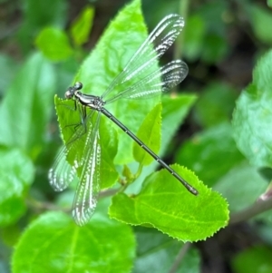 Austroargiolestes icteromelas at Ben Boyd National Park - 20 Dec 2023