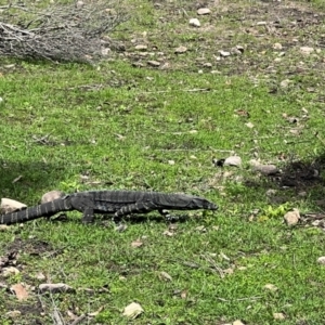 Varanus varius at Ben Boyd National Park - 18 Dec 2023