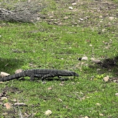 Varanus varius (Lace Monitor) at Ben Boyd National Park - 18 Dec 2023 by JimL