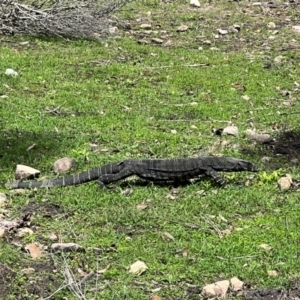 Varanus varius at Ben Boyd National Park - 18 Dec 2023