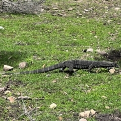 Varanus varius at Ben Boyd National Park - 18 Dec 2023