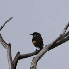 Phylidonyris novaehollandiae (New Holland Honeyeater) at Green Cape, NSW - 20 Dec 2023 by JimL