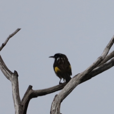 Phylidonyris novaehollandiae (New Holland Honeyeater) at Ben Boyd National Park - 20 Dec 2023 by JimL